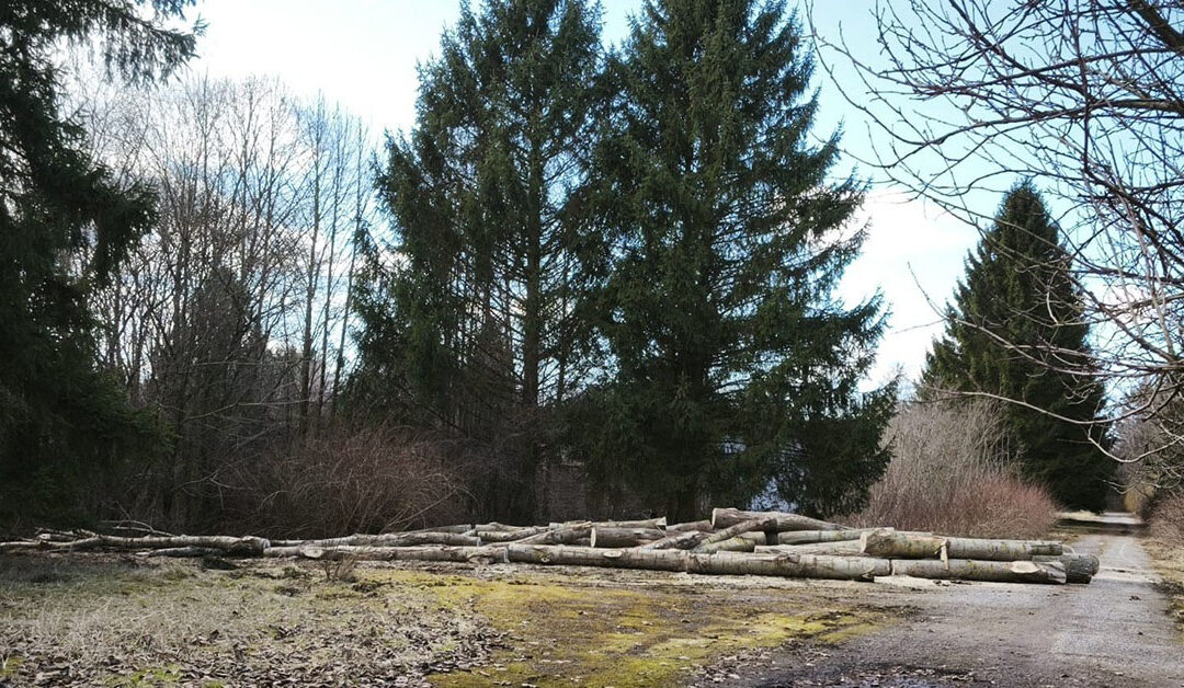 Wycinka drzew pod „spalarnię” w Glicku ruszyła