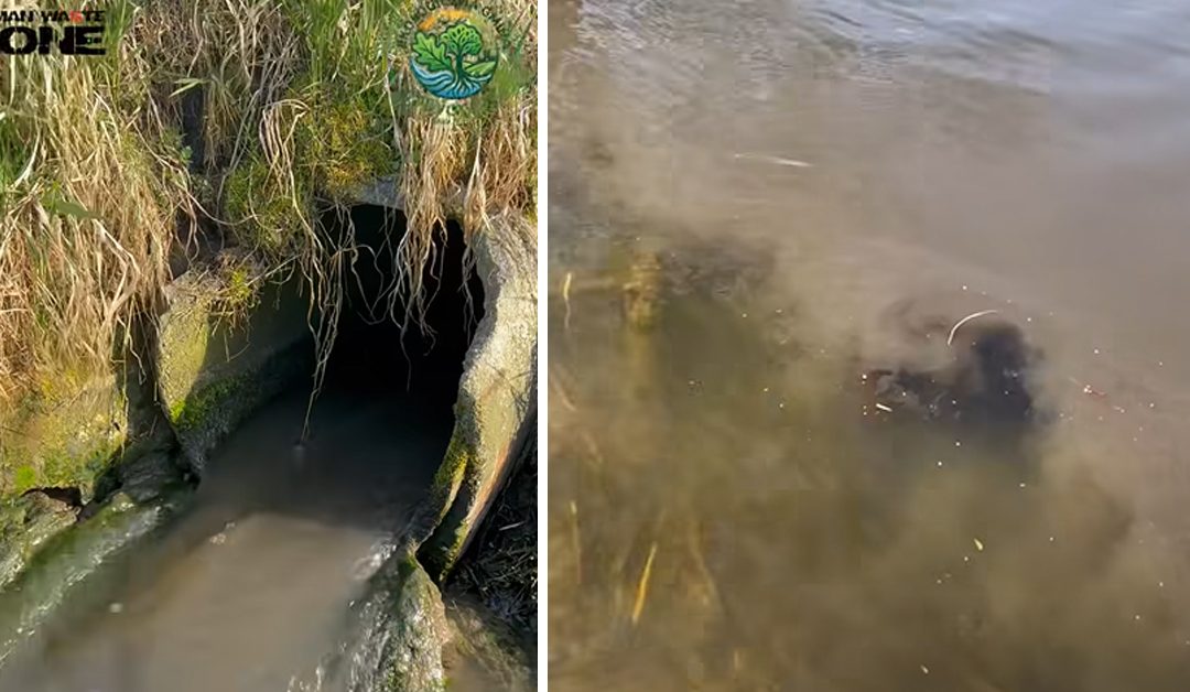 Wody Polskie reagują na nagranie zanieczyszczonej rzeki Sąpólnej