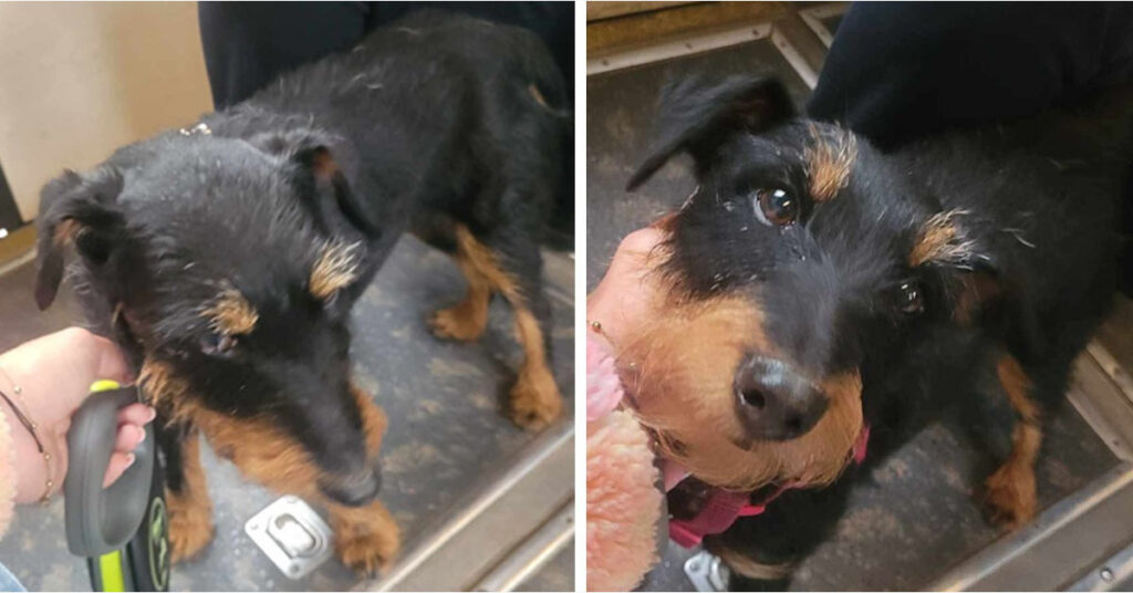 pies nowogard pociąg